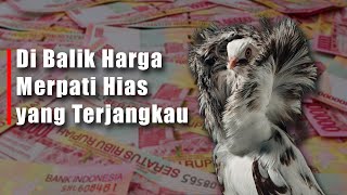 Di Balik Harga Merpati Hias yang Terjangkau