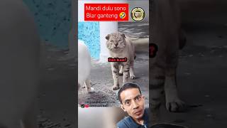 Kondisikan mas tuh muka. 🤣 #kucing #kucinglucu #cat #catlover #pets #funny @DemikAnimal