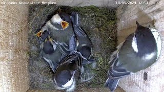 Ein halber Ausflug mit Rabenattacke und auf Kopf geschissen  | 18.05.2024