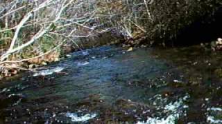 South Toe River, NC.  Clear Creak to Carolina Hemlocks.