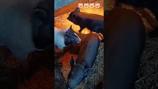 ранок починається не з кави #поросята #pig #село #pet #minipig #fannyvideo #вьетнамские #piggy #baby