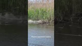 Нерест Высокополье #рыбалка #carpfishing #карпфишинг #shorts #карп #нерест #нерестсазана