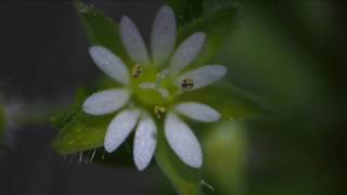 kaip paprastai pritaisyti kamera ant mikroskopo ; foto video camera on the microscope