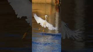 Fly fishing by snowy egret but empty handed #birds #flyfishing #wildlife #wildlifephotography #bird