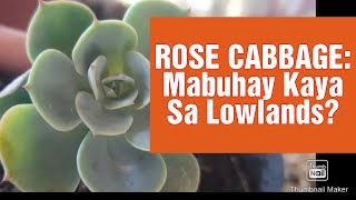 Rose Cabbage Paano Mabuhay sa Lowlands