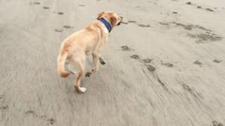 Woz enjoying a run on the beach