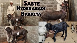 Hyderabadi Bakriya Saste Daam Mai | Mohammed Hills Ghouse Nagar| Hyderabad