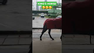 KING AND QUEEN'S HORSES