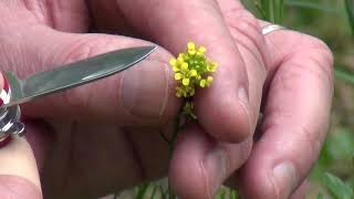 Rocky Woods & Seepy Meadows: Winter Cress