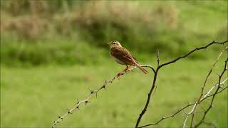 paddyfield pipit