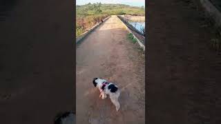 passeios com os dogs no açude!!