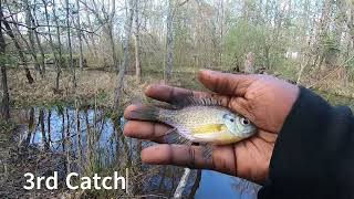 Same Creek, Different Spot, More Fish (Little Quankey Creek)