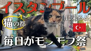 【猫好きさん必見！】噂通りトルコはモフモフ猫天国でした…！！