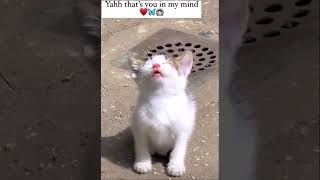 CUTE CAT STATUS || #shorts #viral #cat #cute #petlover #pets #love #status #instagram #song