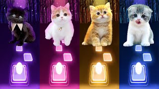 CUTE CAT SONGS | LISA MONEY BLACKPINK | SHAKIRA WAKA WAKA | DANCE MONKEY | BTS DYNAMITE