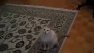 Танцующий кот // The dancing cat