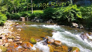 SAVAGE River Tailwater (Maryland) - Brown, Rainbow, & Brook Trout