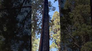 Sequoia trees are the consummate survivors. Burned in half, still breathing. #tree #nature #sequoias