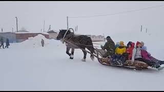 Жеребец Егерь довозит туристов до автобуса. Перевозский конный завод