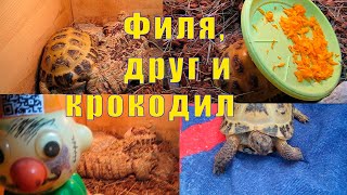 МЫ ВЕРНУЛИСЬ /ПАНЦИРЬ ПОХУДЕЛ/ ФИЛЬКА И ЕГО ДРУГ