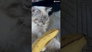 Come Mr Tallyman tally me banana 🍌 🐈 #cat #funny #trending