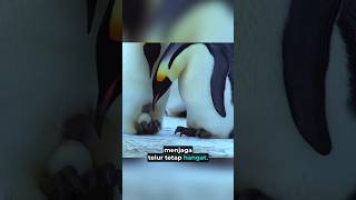 Ternyata Penguin Jantan yang Mengerami Telur