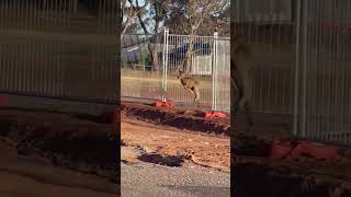 Kangaroo # doesn’t know where to exit # wildlife #shorts