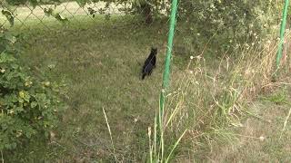 my cat Mary, in the evening in the garden on the hunt 13 07 2024