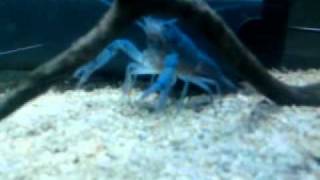 Electric Blue Crayfish