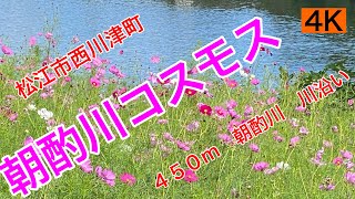 観光31.【朝酌川コスモス】（あさくみがわ）島根県松江市西川津町　2023年10月6日