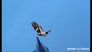 KARDA TAHTALI AVI-2, Tahtalı avı için tavsiyeler, Özkanlar fx17, wood pigeon hunting,