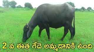 ముర్ర గేదె అమ్మబడును | 9542549120 | murrah buffaloes for sale