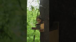 Squirrel on a tree | Nature Enthusiast | #shorts #asmr #oddlysatisfying