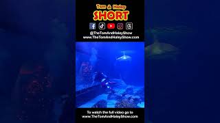 Hammerhead Shark and Scuba Santa Swim! Adventure Aquarium The Tom & Haley Show @S23-Ya #Shorts