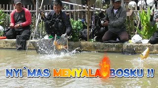 NYI`MAS MENYALA 🔥🔥🔥 SETELAH BUBAR DI KOLAM BORONGAN PERTAMA