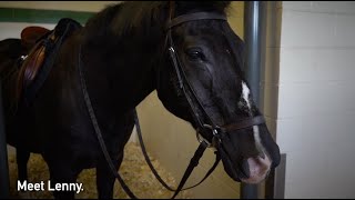 The Life of a Musical Ride Horse: Part 4