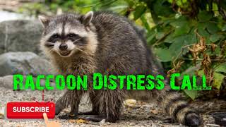 Predator Hunting Call - Raccoon Distress - 5 Mins - Free Download