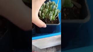 hidratación de fenestraria 🌻☺️#fenestraria #ccactusuculentas #floracion #suculentas  #hidratacion