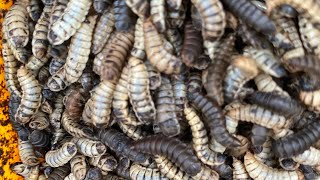 Black soldier fly farming