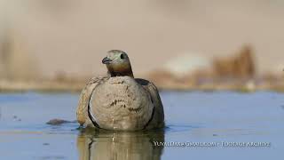 Black bellied sandgrouse / קטה גדולה