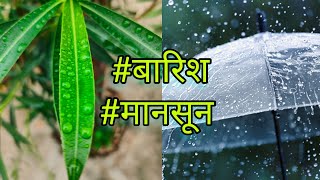 Rain and Nature video || Global institute Raining #rain #nature #rainsounds #rainyday