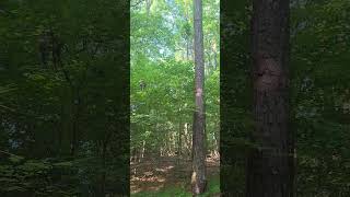 Sounds of an old growth forest #shorts #cricket #nature