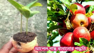 আপেল গাছের চারা# বানানোর পদ্ধতি #ফল থেকে গাছ #Nyeme hassan. 2023.