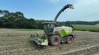 Ensilage de mais 2023 / Claas jaguar 950