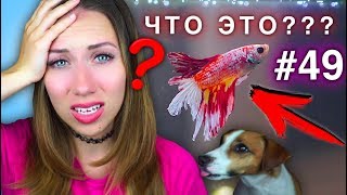 ЧТО СЛУЧИЛОСЬ С МОИМИ ПИТОМЦАМИ ? КОНКУРС #49 | Elli Di Pets