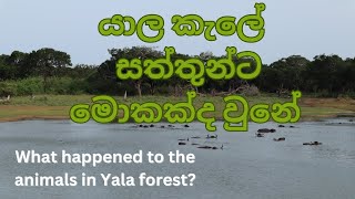 what happened to the animals in yala forest