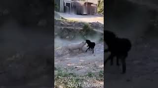 The Pig keeps bullying the dog #shorts #piggy #dogs #fighting #wildlife #animalshorts #straydogs