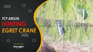 67 YARD - Egret Crane Hunting With PCP - Scope Discovery LHD NV 3-12X42 SFIR