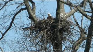 Eagle Nest End of March 2022