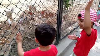 Deer Fun with Rayan video Ruman